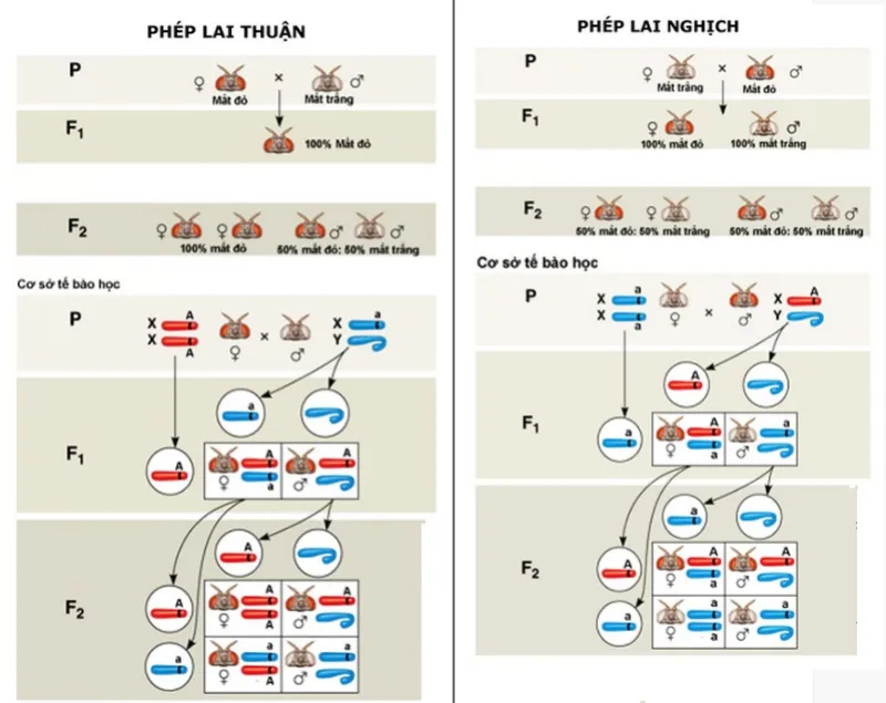 Lai hai cặp tính trạng là gì? Một số bài tập lai hai cặp tính trạng sinh học 9