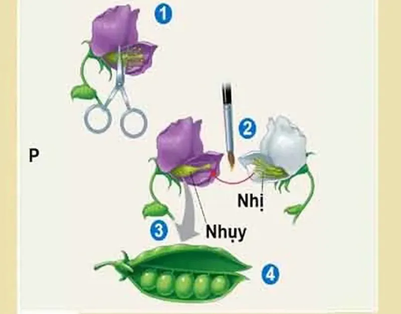 Lai một cặp tính trạng là gì? Bài tập lai 1 cặp tính trạng của Menđen