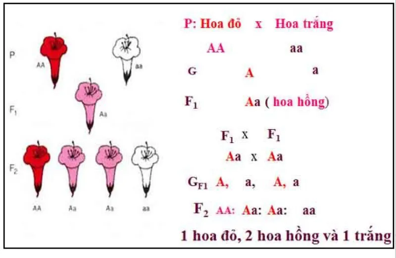 Lai một cặp tính trạng là gì? Bài tập lai 1 cặp tính trạng của Menđen