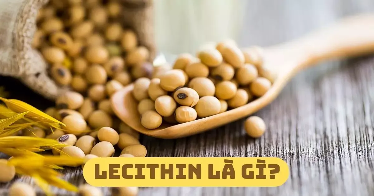 Lecithin là gì? Tác dụng của Lecithin đối với sức khỏe?