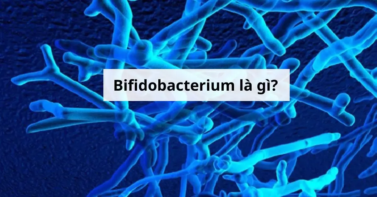 Lợi khuẩn Bifidobacterium là gì? Vai trò, ứng dụng cần biết