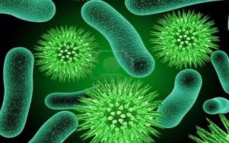 Lợi khuẩn Bifidobacterium là gì? Vai trò, ứng dụng cần biết