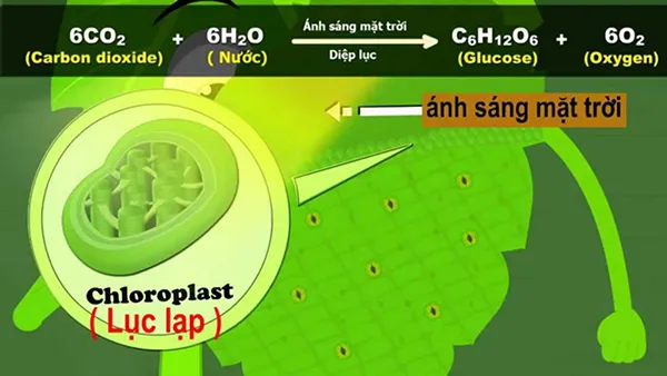 Lục lạp là gì? Cấu tạo và Chức năng của lục lạp