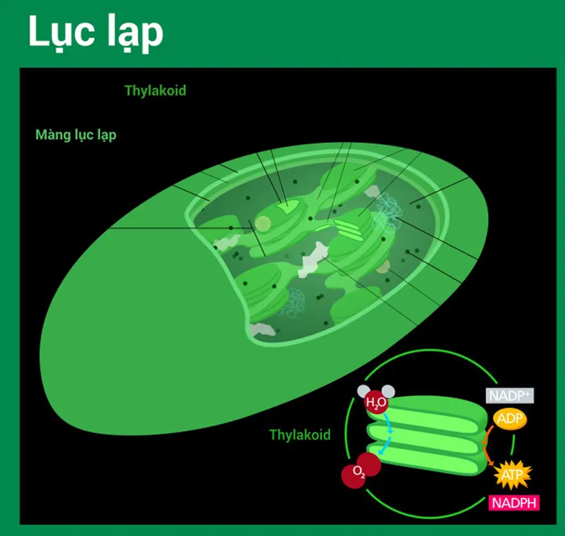 Lục lạp là gì? Cấu tạo và Chức năng của lục lạp
