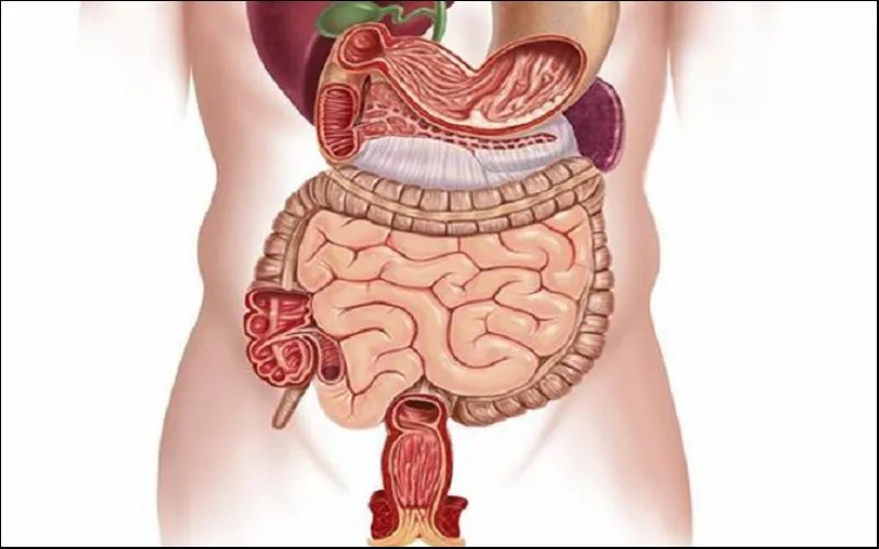 Lục phủ ngũ tạng là gì? Vai trò của từng bộ phận trong cơ thể theo Đông Y mà bạn cần biết