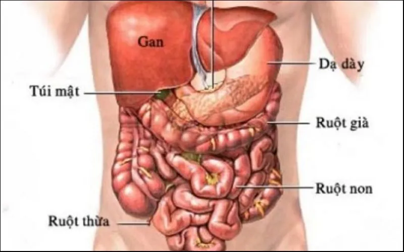 Lục phủ ngũ tạng là gì? Vai trò của từng bộ phận trong cơ thể theo Đông Y mà bạn cần biết