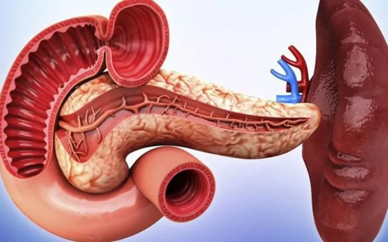 Lục phủ ngũ tạng là gì? Vai trò của từng bộ phận trong cơ thể theo Đông Y mà bạn cần biết