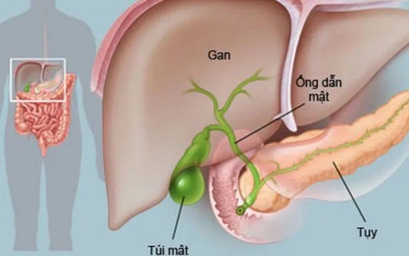 Lục phủ ngũ tạng là gì? Vai trò của từng bộ phận trong cơ thể theo Đông Y mà bạn cần biết