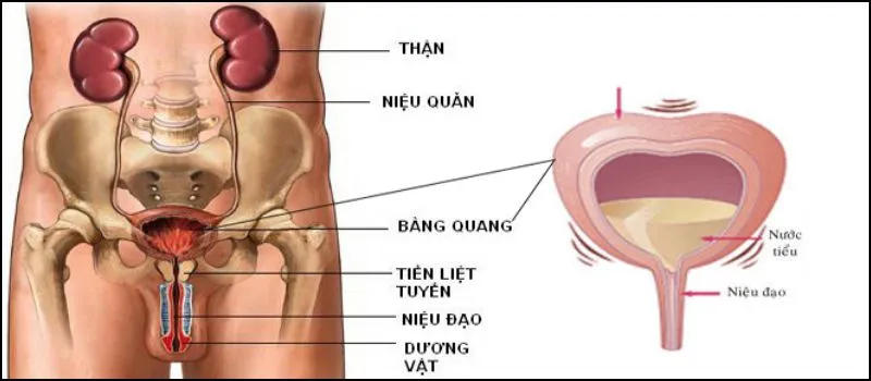 Lục phủ ngũ tạng là gì? Vai trò của từng bộ phận trong cơ thể theo Đông Y mà bạn cần biết