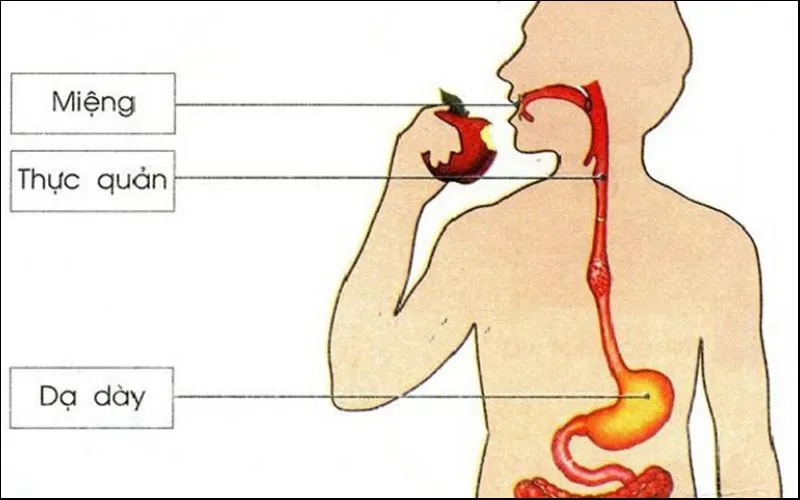 Lục phủ ngũ tạng là gì? Vai trò của từng bộ phận trong cơ thể theo Đông Y mà bạn cần biết