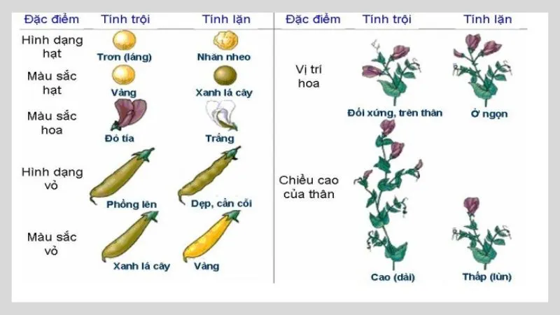 Menden và di truyền học, ý nghĩa của di truyền học