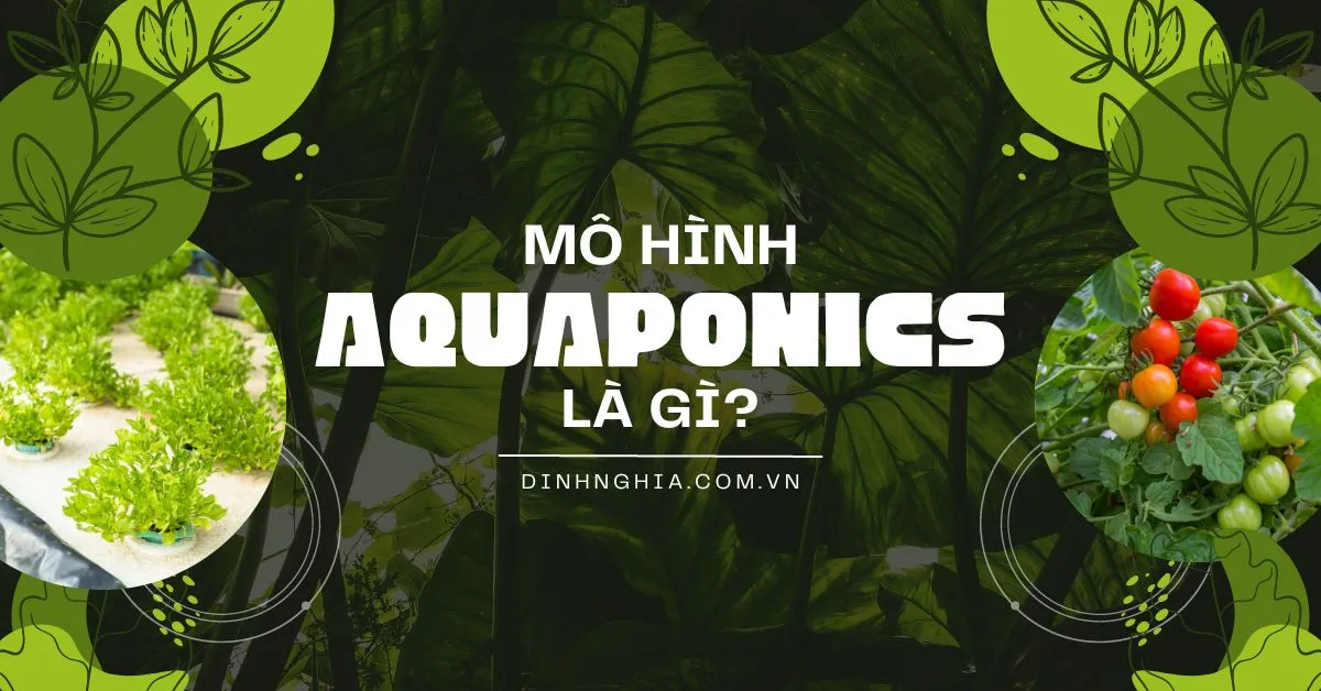 Mô hình Aquaponics là gì? Cấu tạo, nguyên lý và lợi ích của mô hình Aquaponics