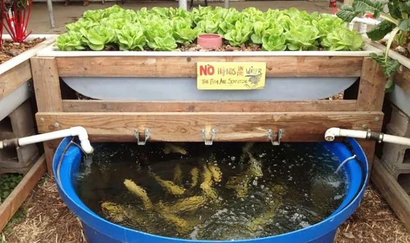 Mô hình Aquaponics là gì? Cấu tạo, nguyên lý và lợi ích của mô hình Aquaponics