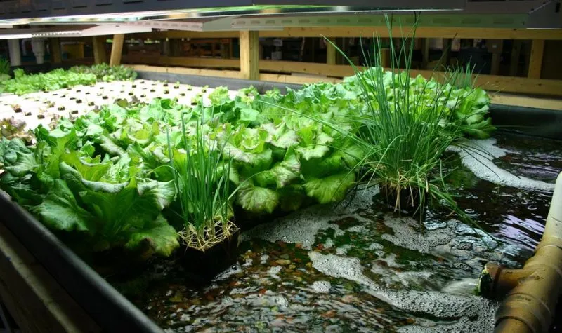 Mô hình Aquaponics là gì? Cấu tạo, nguyên lý và lợi ích của mô hình Aquaponics