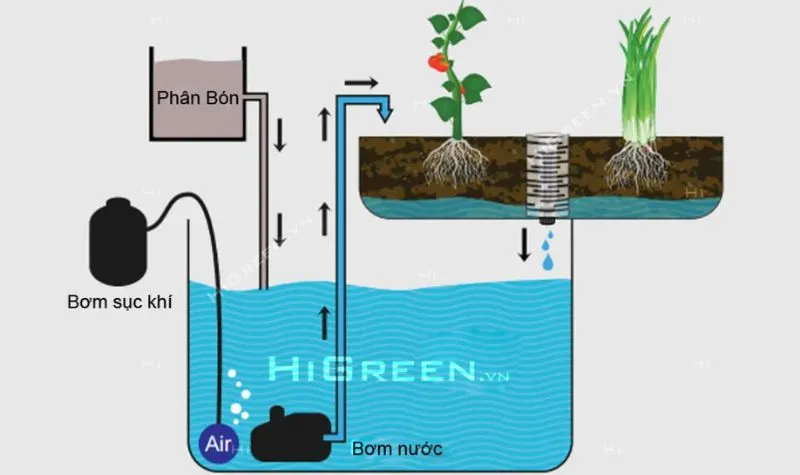 Mô hình Aquaponics là gì? Cấu tạo, nguyên lý và lợi ích của mô hình Aquaponics