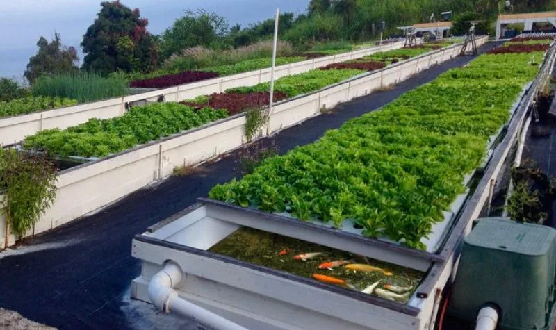 Mô hình Aquaponics là gì? Cấu tạo, nguyên lý và lợi ích của mô hình Aquaponics