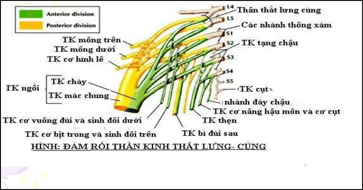 Mô tả đám rối thần kinh thắt lưng: Khái niệm, triệu chứng, chẩn đoán và điều trị