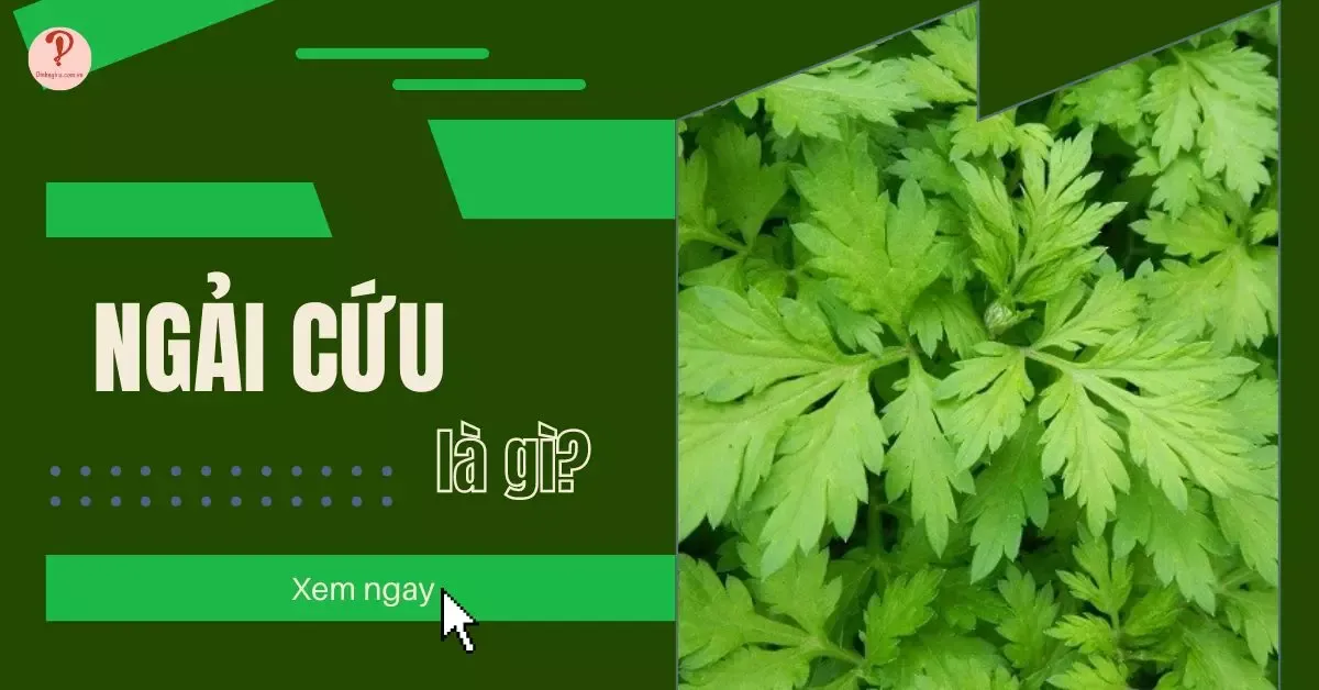 Ngải cứu là gì? 9 tác dụng của ngải cứu giúp sức khỏe tốt hơn