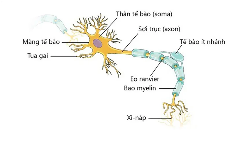 Nơron thần kinh? Chức năng và cấu tạo của Nơron thần kinh