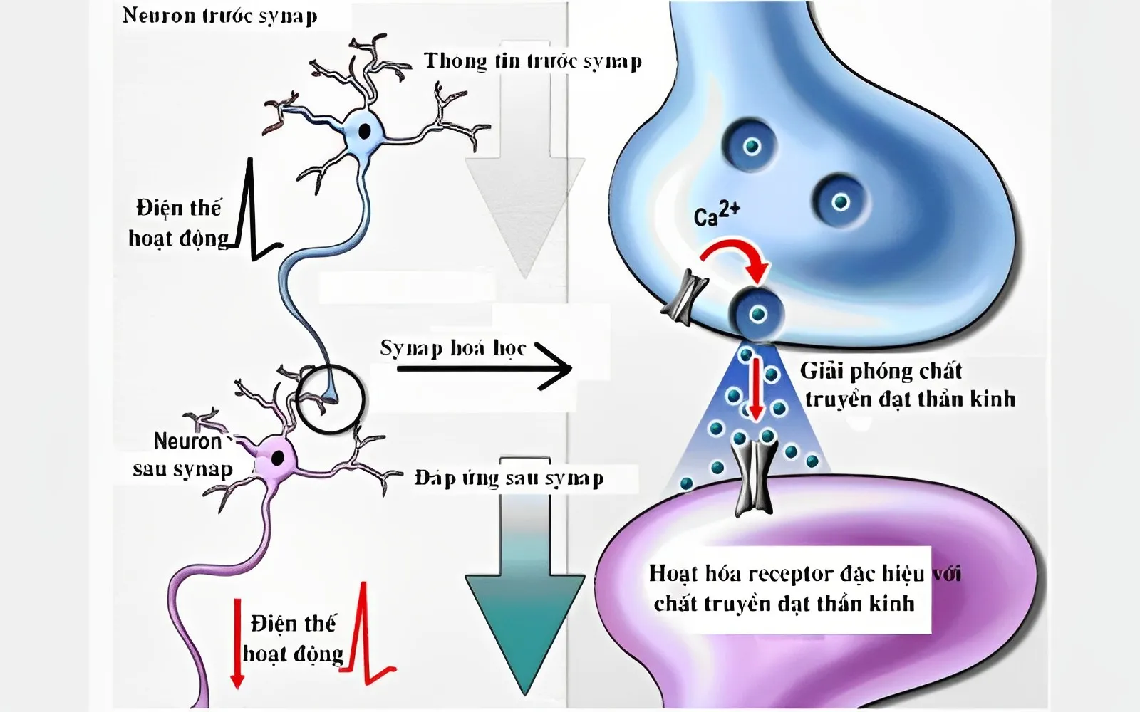 Nơron thần kinh? Chức năng và cấu tạo của Nơron thần kinh