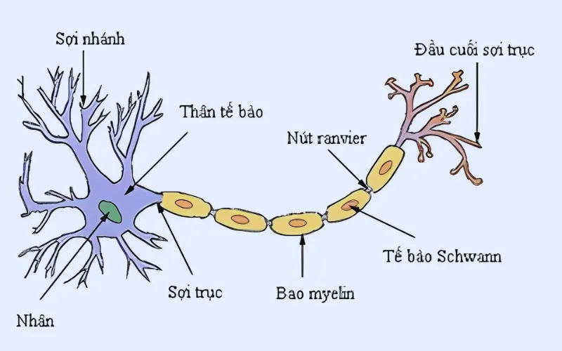 Nơron thần kinh? Chức năng và cấu tạo của Nơron thần kinh