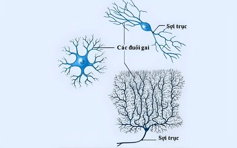 Nơron thần kinh? Chức năng và cấu tạo của Nơron thần kinh