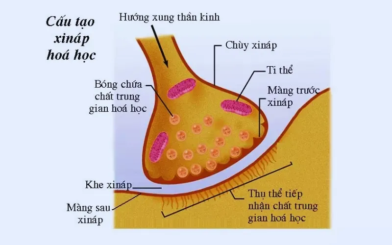 Nơron thần kinh? Chức năng và cấu tạo của Nơron thần kinh