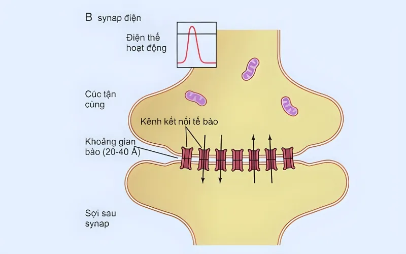 Nơron thần kinh? Chức năng và cấu tạo của Nơron thần kinh