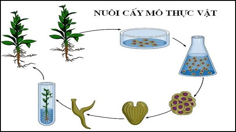 Nuôi cấy mô là gì? Cơ sở tế bào học của nuôi cấy mô