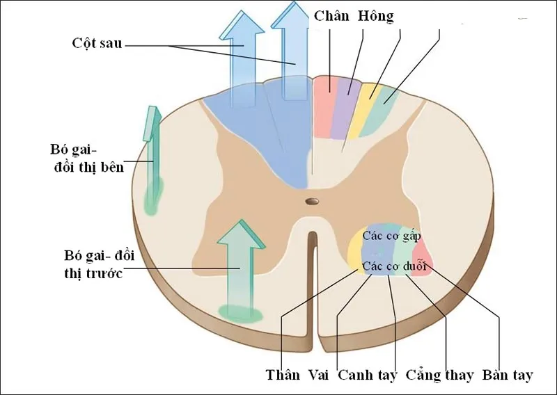 Phân tích Đặc điểm Cấu tạo và Chức năng của tủy sống