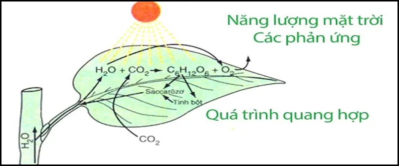 Phản ứng hóa hợp là gì? Những phản ứng hóa hợp trong tự nhiên