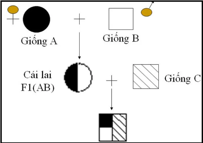 Phép lai kinh tế là gì? Tại sao không dùng con lai kinh tế để nhân giống?