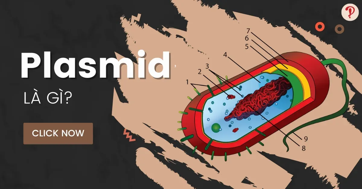 Plasmid là gì? Cấu hình và phân loại Plasmid