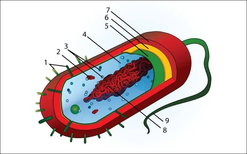 Plasmid là gì? Cấu hình và phân loại Plasmid