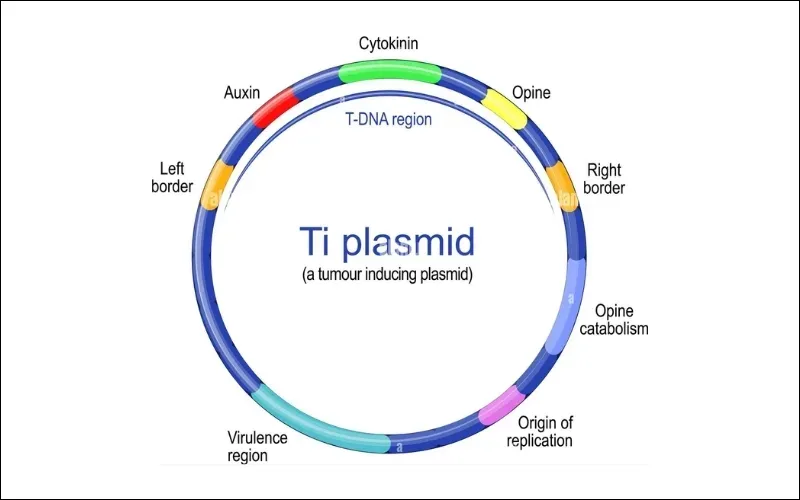 Plasmid là gì? Cấu hình và phân loại Plasmid