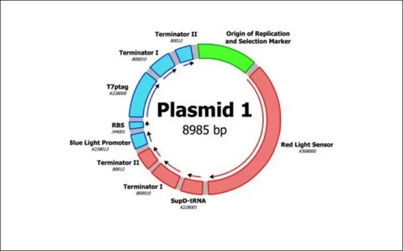 Plasmid là gì? Cấu hình và phân loại Plasmid