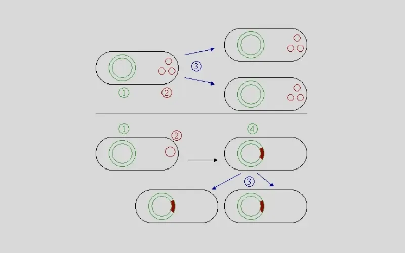 Plasmid là gì? Cấu hình và phân loại Plasmid