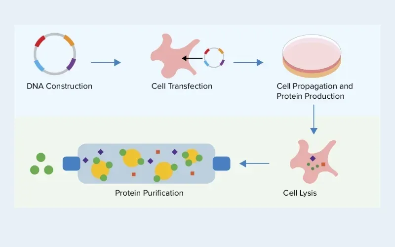 Plasmid là gì? Cấu hình và phân loại Plasmid