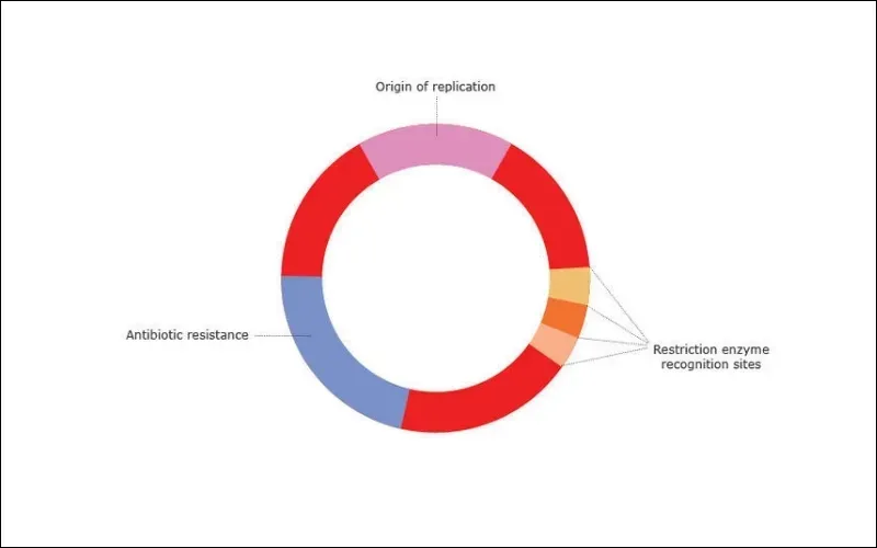 Plasmid là gì? Cấu hình và phân loại Plasmid