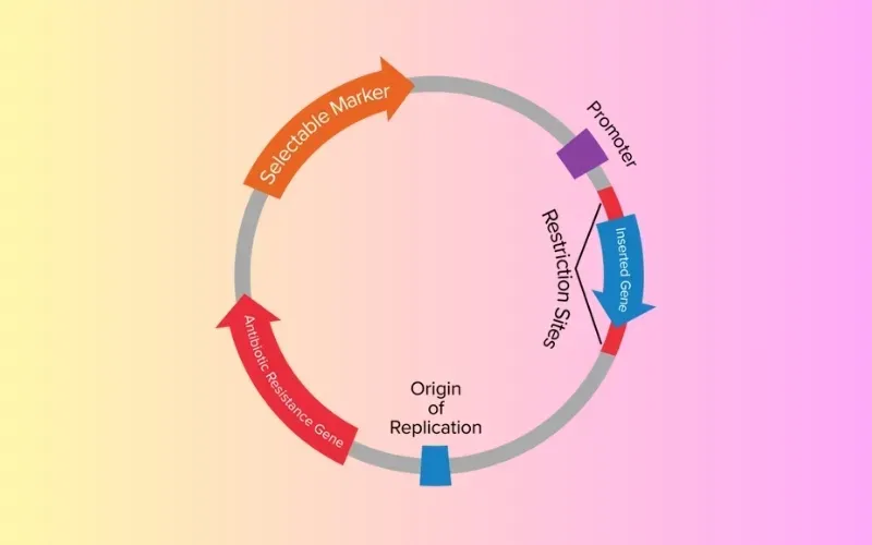 Plasmid là gì? Cấu hình và phân loại Plasmid