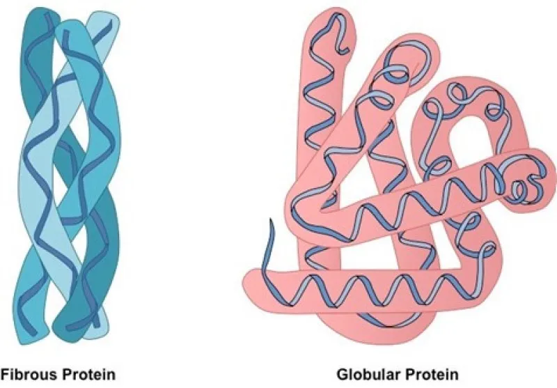 Protein dạng sợi là gì? Phân loại, Tính chất và Cấu trúc của protein