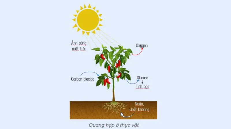 Quang hợp là gì? Ý nghĩa, vai trò và quá trình quang hợp ở thực vật