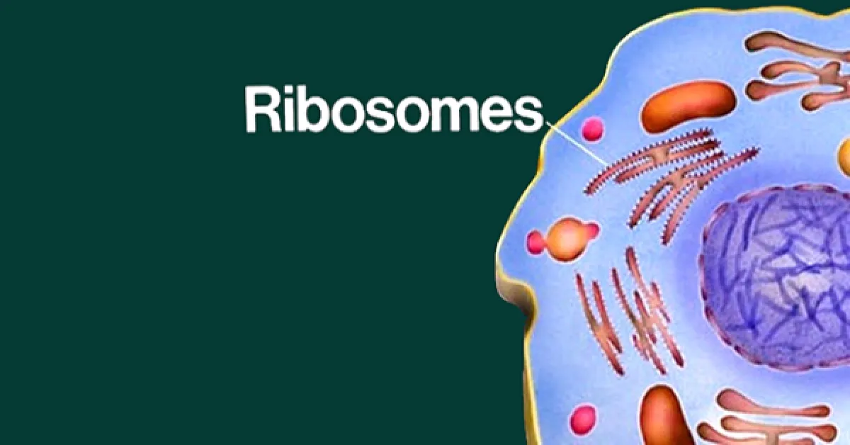 Ribosome liên kết là gì? Đặc trưng, Cấu tạo và Chức năng của Ribosome