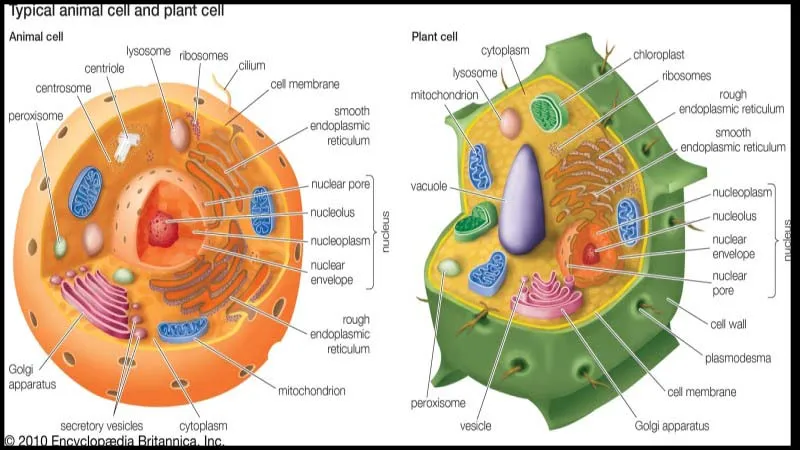 Ribosome liên kết là gì? Đặc trưng, Cấu tạo và Chức năng của Ribosome