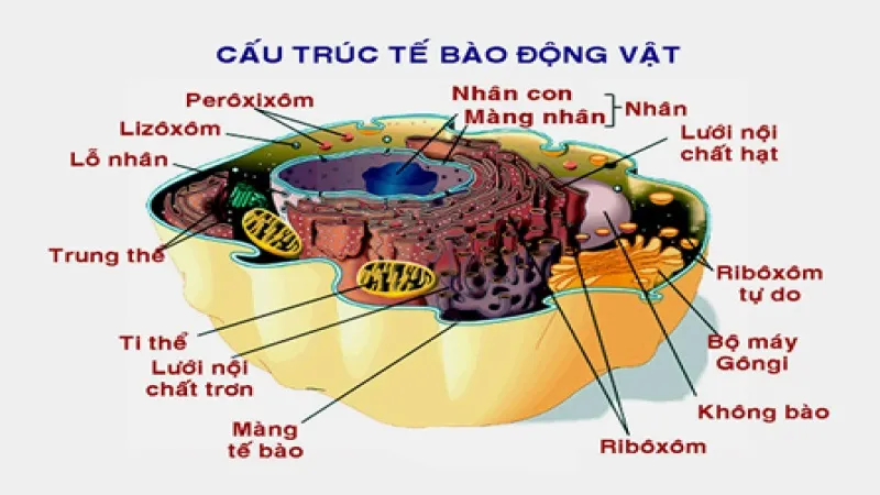 Ribosome liên kết là gì? Đặc trưng, Cấu tạo và Chức năng của Ribosome