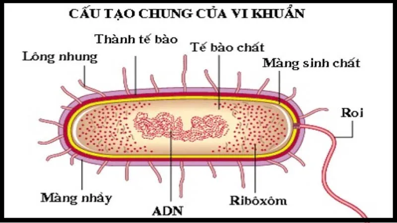 Ribosome liên kết là gì? Đặc trưng, Cấu tạo và Chức năng của Ribosome