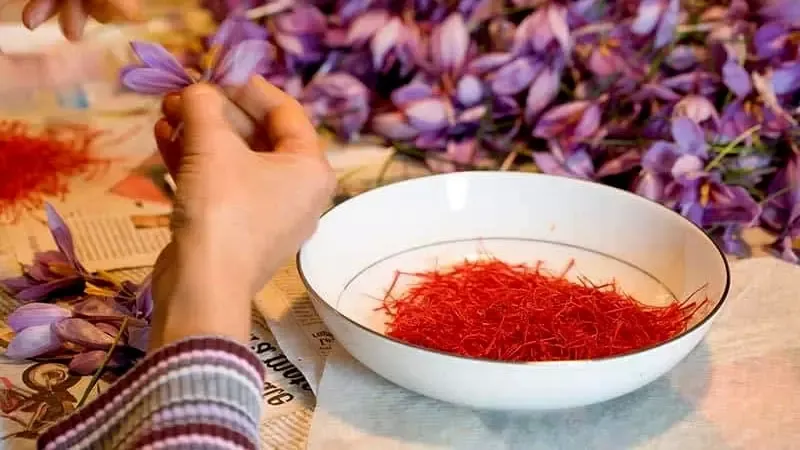 Saffron là gì? 11 tác dụng của Saffron đối với sức khỏe