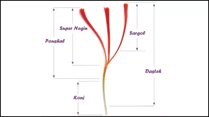 Saffron là gì? 11 tác dụng của Saffron đối với sức khỏe