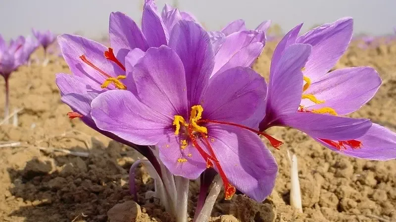 Saffron là gì? 11 tác dụng của Saffron đối với sức khỏe