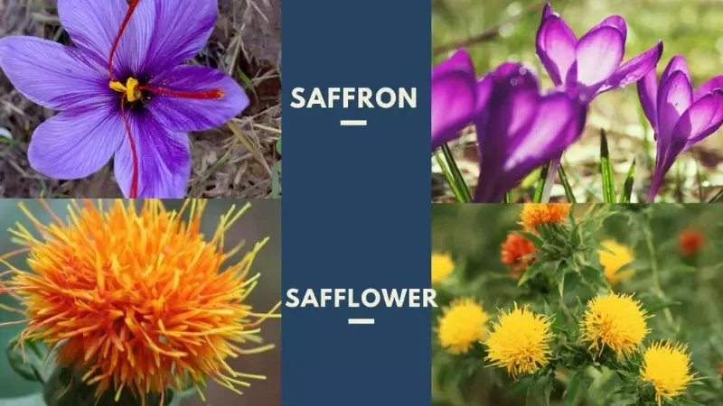 Saffron là gì? 11 tác dụng của Saffron đối với sức khỏe